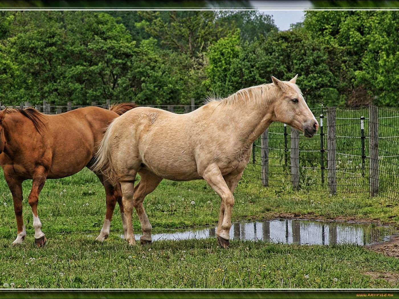 Что нужно знать про спаривание лошадей для успешного их разведения?