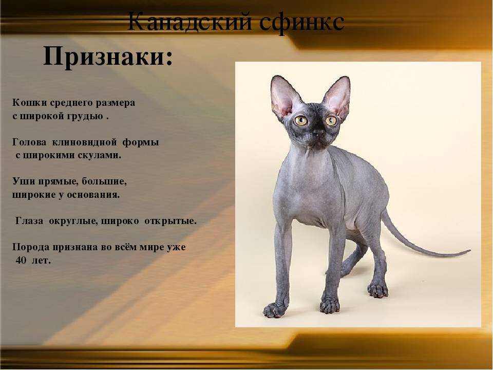 Донской сфинкс – добродушная и ленивая лысая кошка