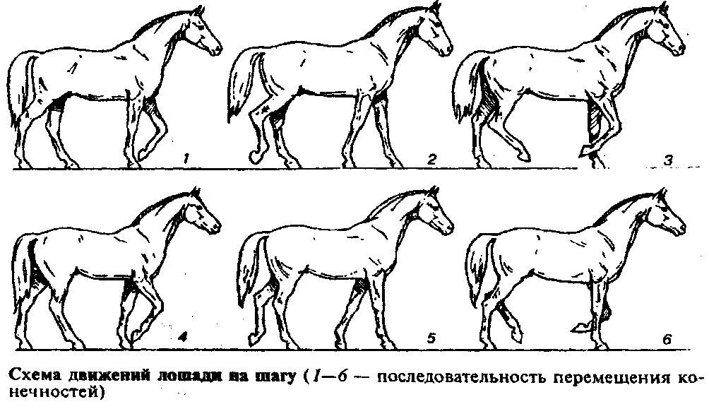 Как послать лошадь в галоп. типичные ошибки всадника во время выполнения рыси