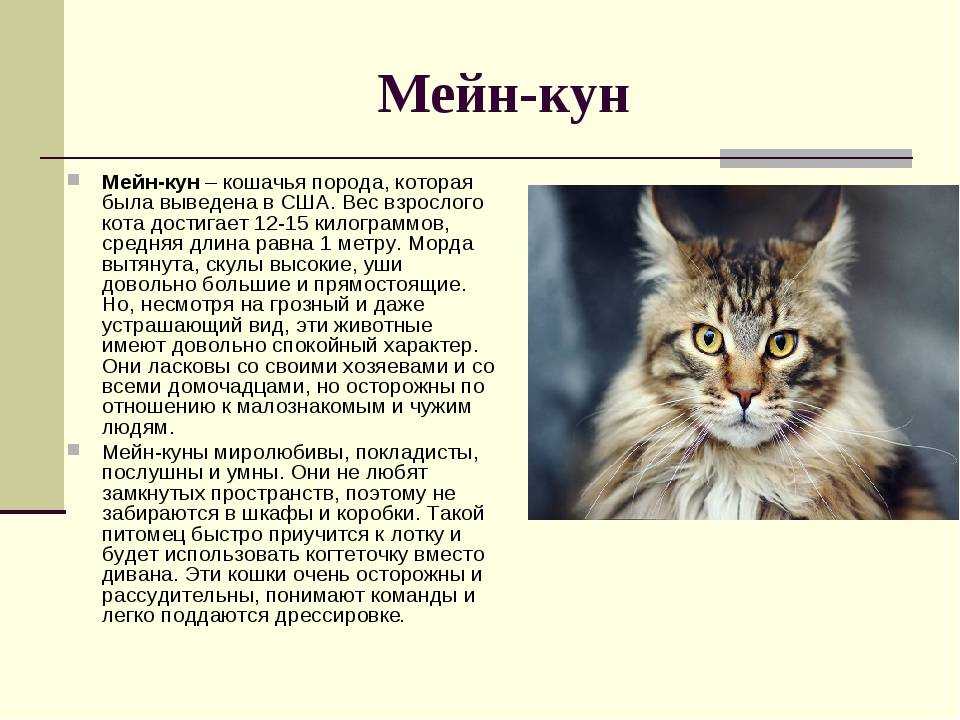 План описания кота