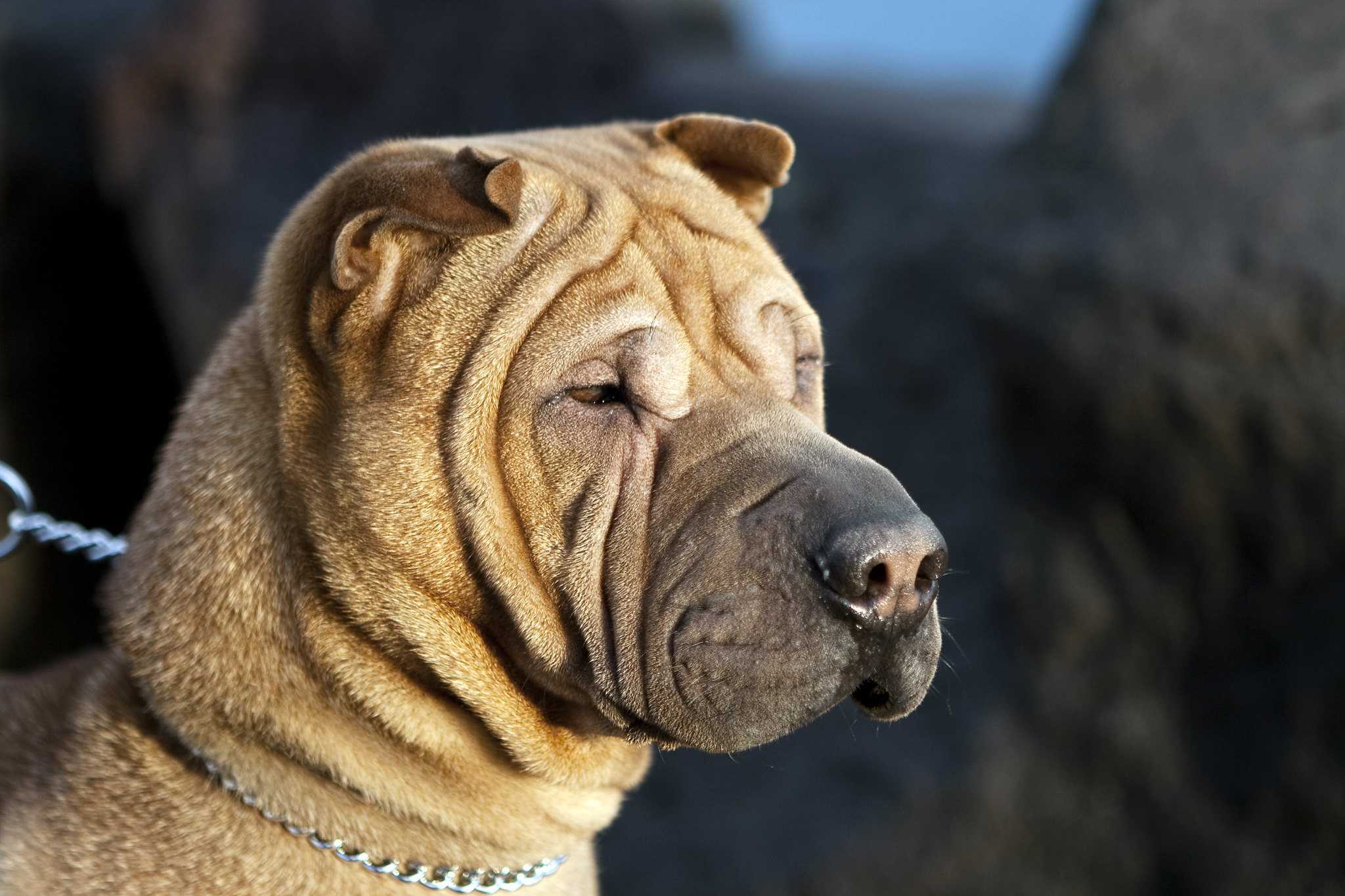 Собаки со складками — название морщинистых пород, фото, описание