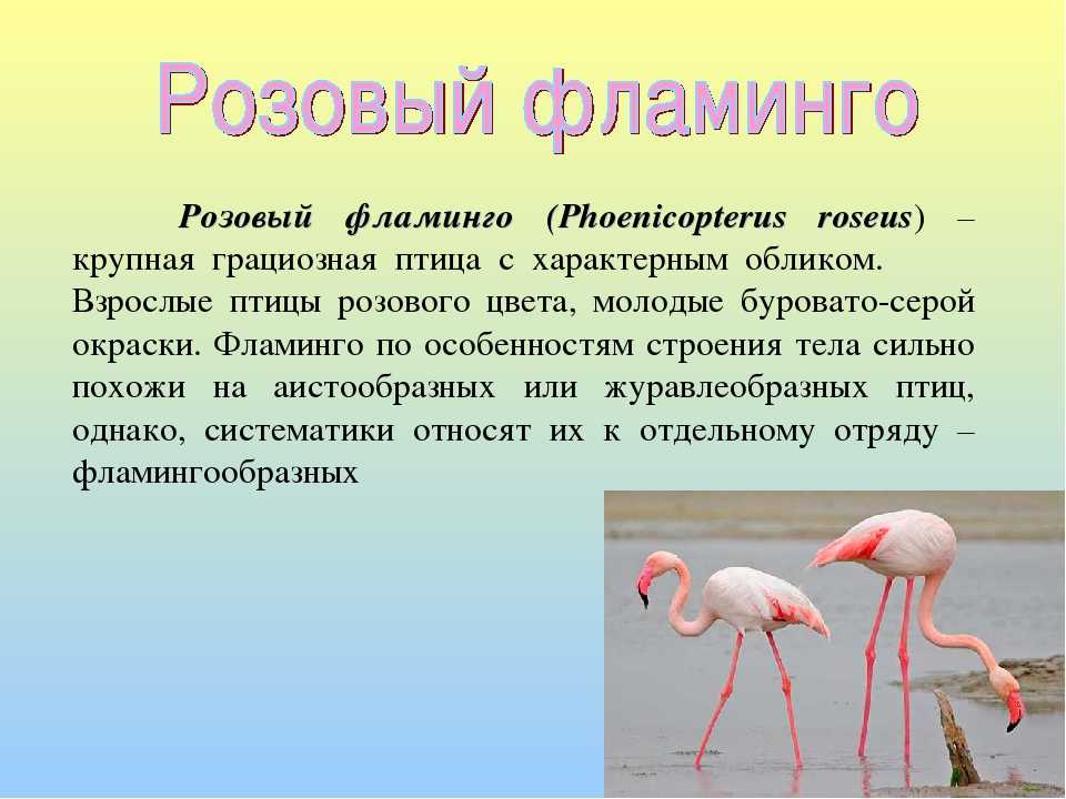 Розовый фламинго. образ жизни и среда обитания розового фламинго | живность.ру