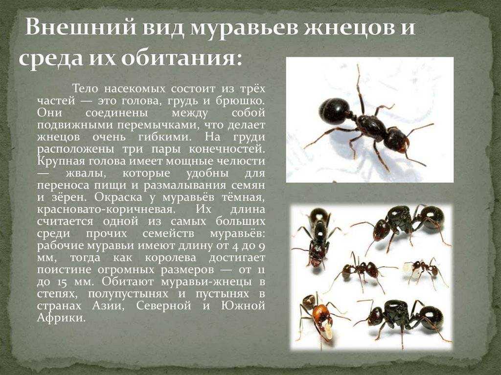 Муравей насекомое. описание, особенности, виды, образ жизни и среда обитания муравья