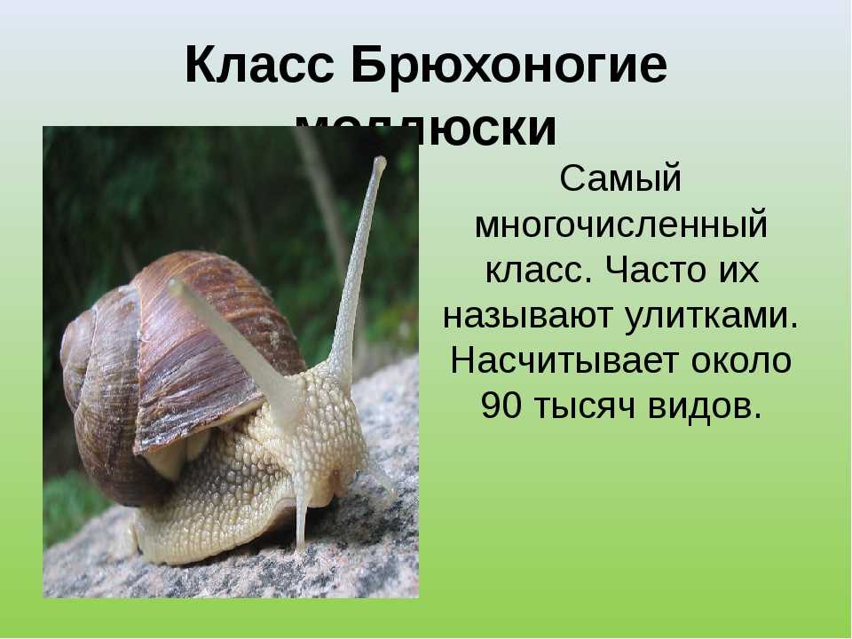 Брюхоногие моллюски биология. Класс брюхоногие моллюски улитки. Класс брюхоногие моллюски 7 класс. Биология 7 класс класс брюхоногие.