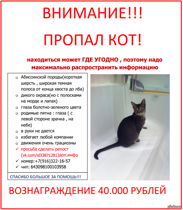 Самые умные породы кошек в мире – топ-10 питомцев с высоким уровнем интеллекта - kotiko.ru