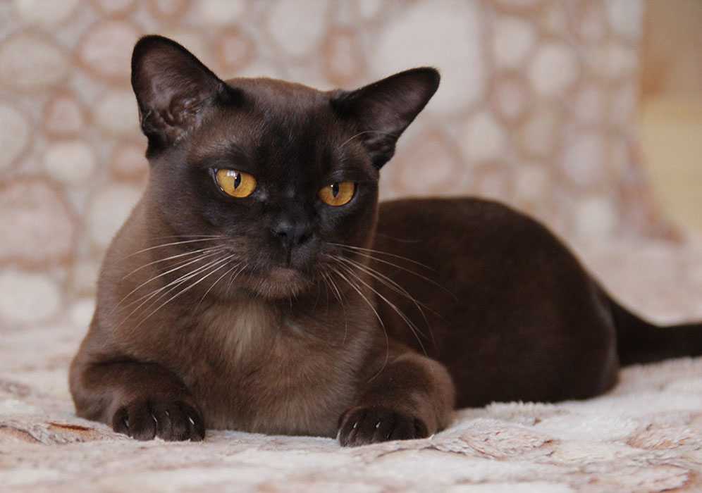 Бурманская кошка (бурма): фото, характер, описание и отзывы о породе