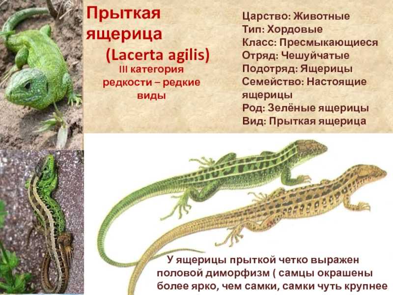 Особенности прыткой ящерицы. 2. Ящерица прыткая - Lacerta Agilis. Жизненный цикл прыткой ящерицы. Прыткая ящерица красная книга.