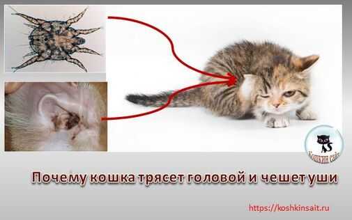 Почему кошка или кот часто трясет головой и ушами? - petstory