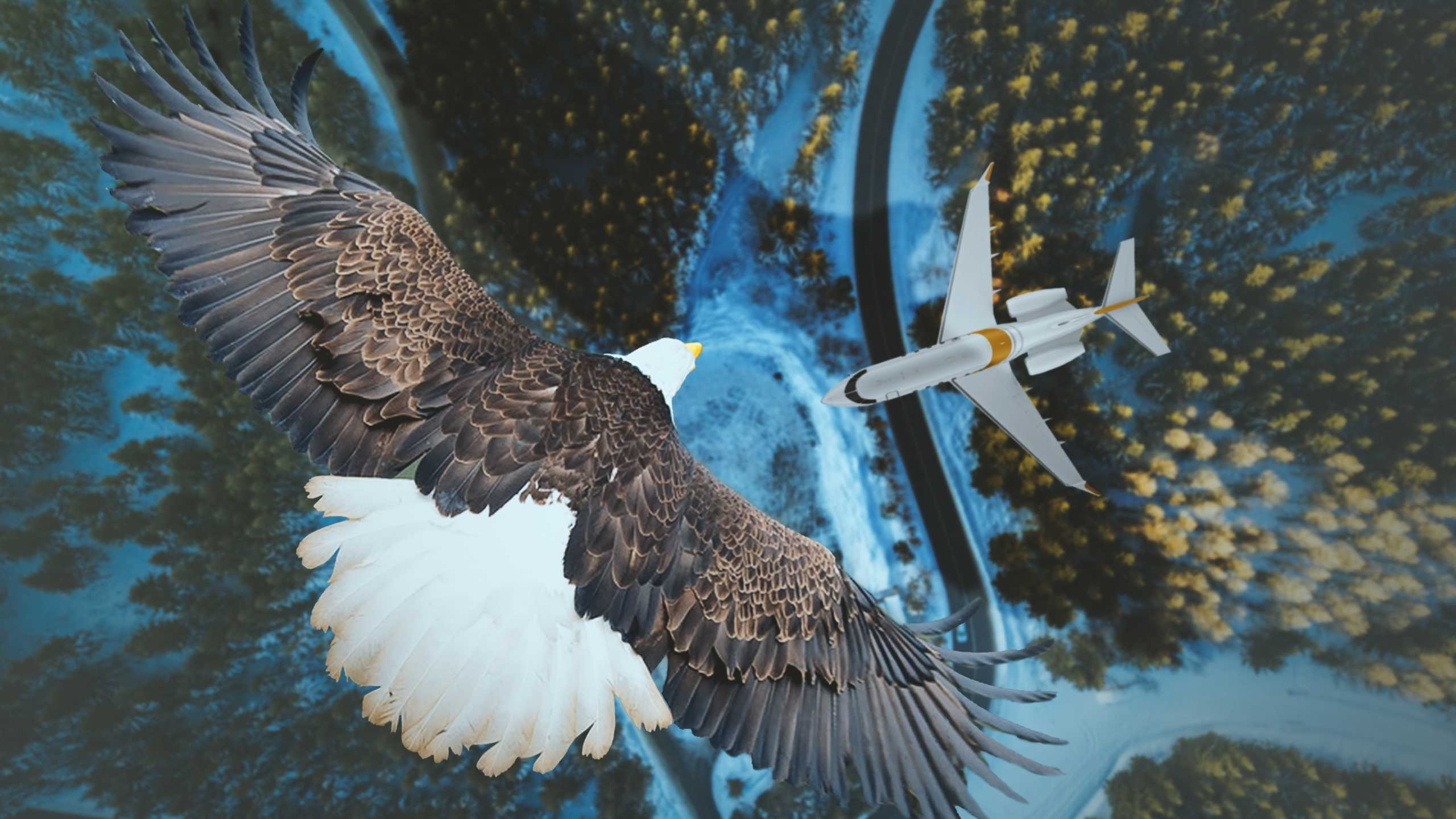 Самые высоко летающие птицы в мире - zefirka