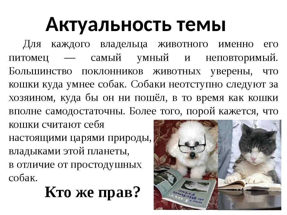 Светлана лукьянова / сравниваем кошачий и собачий интеллект: кто умнее.