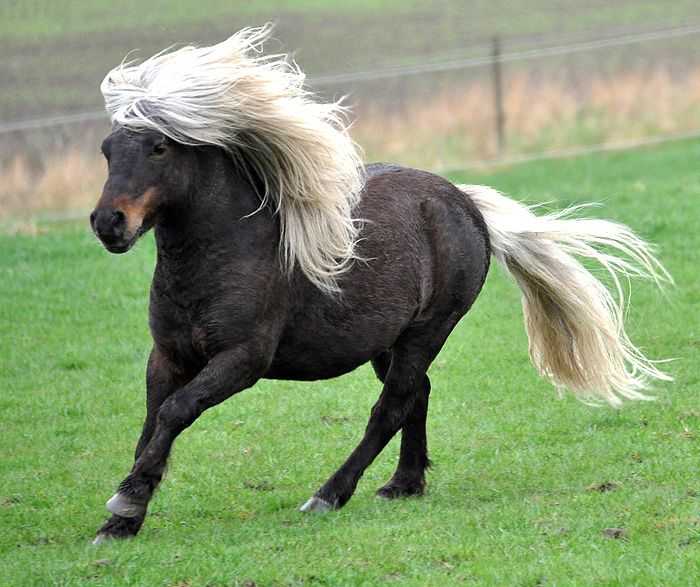 Лошадки настоящие. Лошадь породы шетлендский пони. Пони шетлендской породы. Лошадь Шетландский пони. Порода лошадей Шетландский пони.