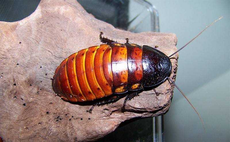 Мадагаскарский таракан шипящий - фото и описание