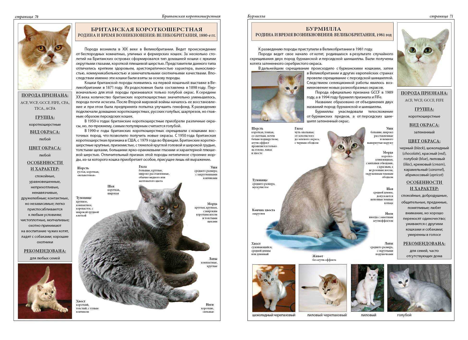Британская короткошерстная кошка: здоровье, уход и особенности породы