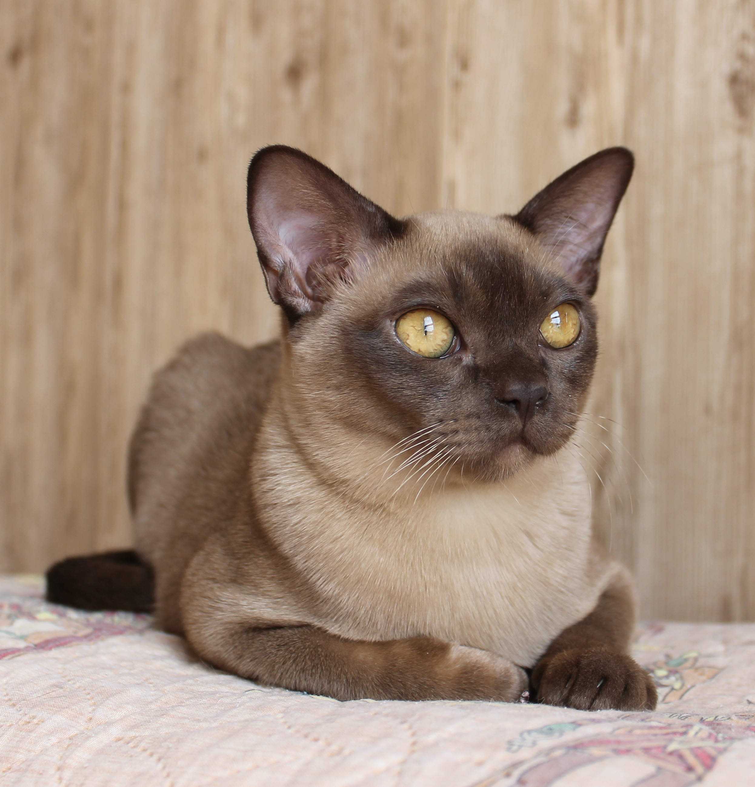 Бурманская кошка: описание породы бурма, характер, европейская и американская, сколько стоит, окрасы