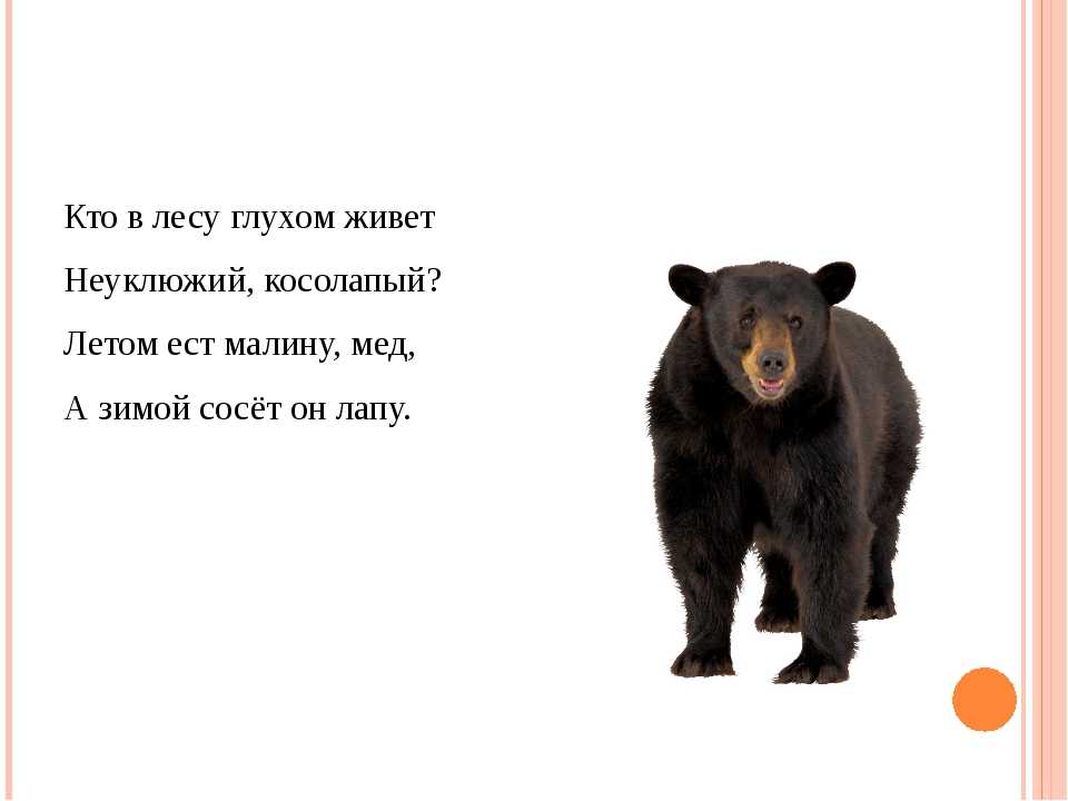 На какой вопрос отвечает медведь. Загадка про бурого медведя. Загадка про медведя. Загадка про медведя для детей. Загадка про медведя для дошкольников.
