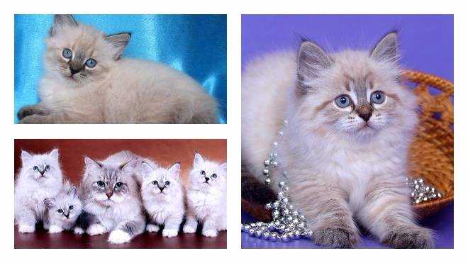 Невская маскарадная кошка: описание породы с фото — pet-mir.ru