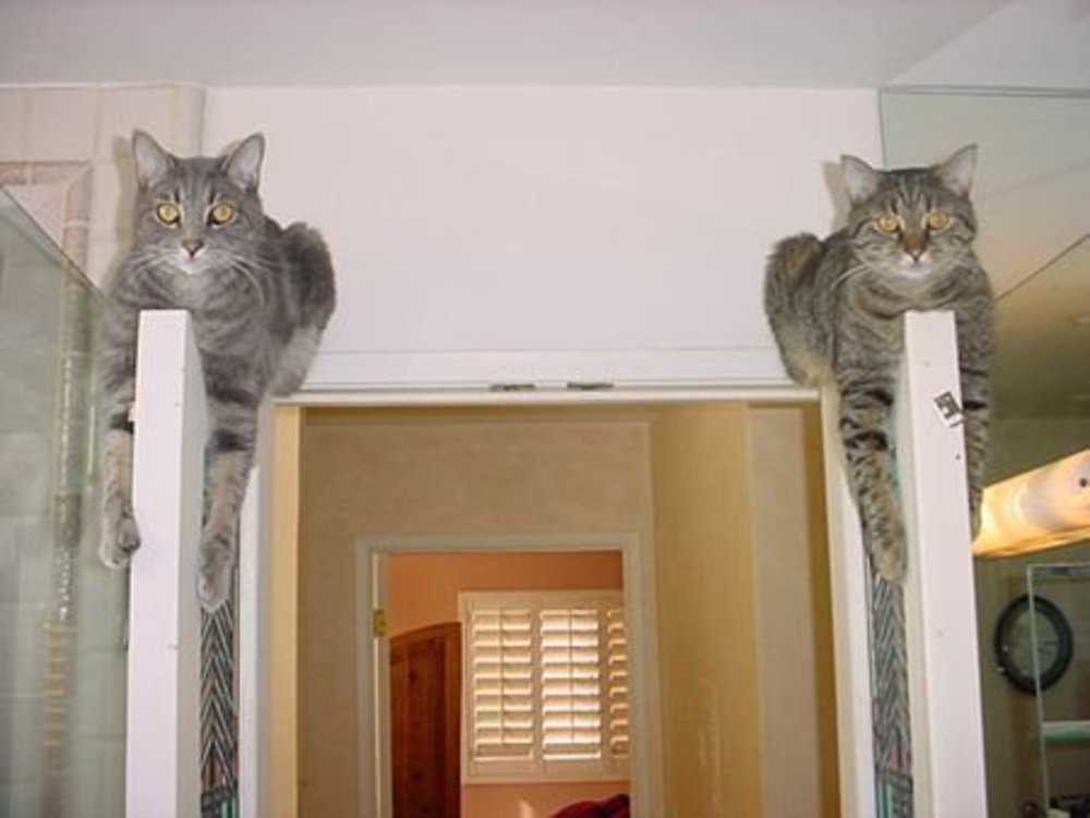 Коты забывают хозяев. Дверь для кота. Закрой дверь кот. Кот и дверь прикол. Кот открывает дверь.