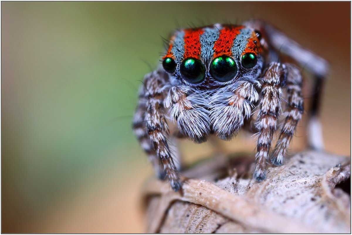 Топ очаровательных пауков, которые не так страшны, как вы думаете