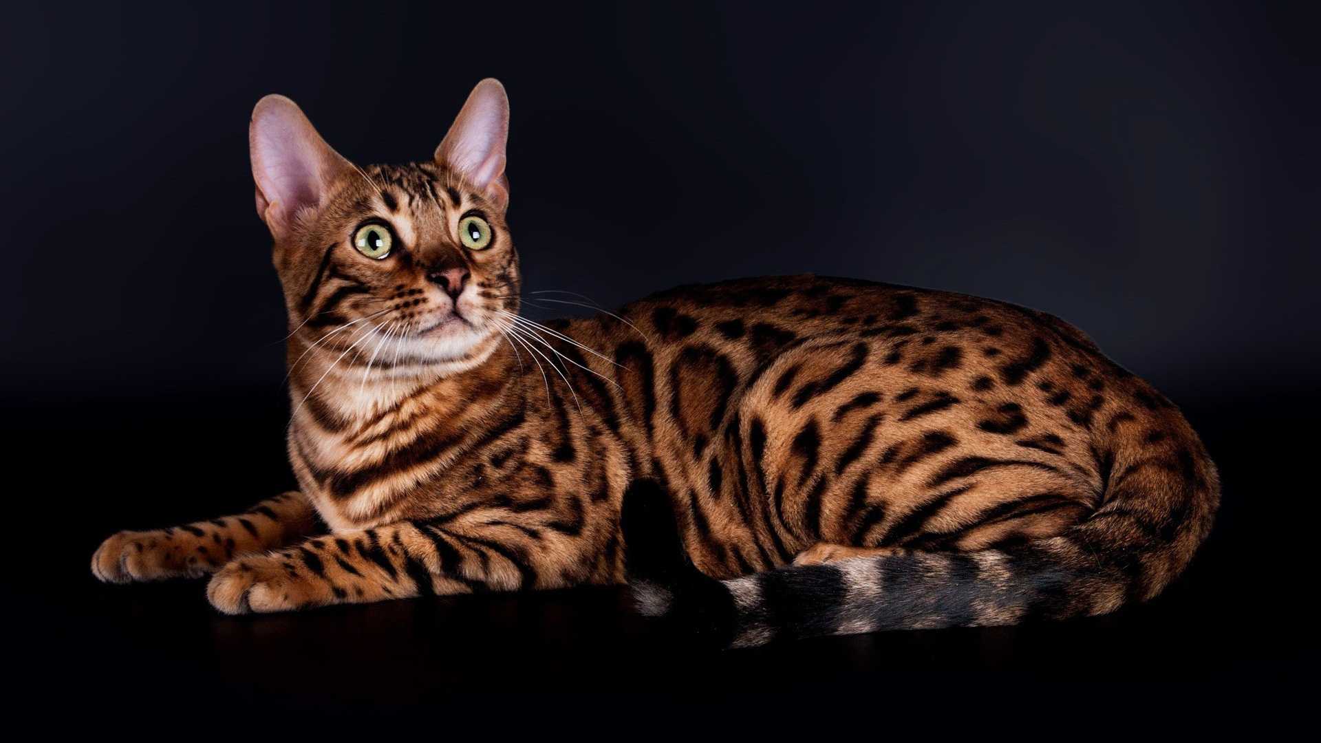 Кошка как леопард, 12 пород леопардового окраса с фото и описанием