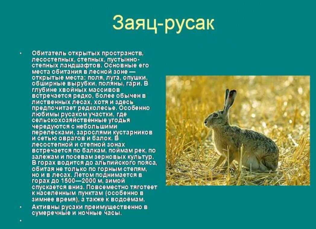 Презентация на тему заяц