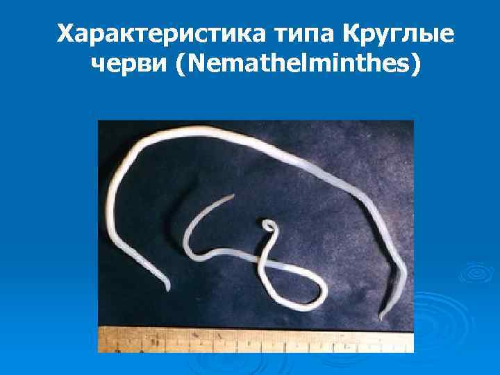 Брюхоресничные черви | virtual laboratory wiki | fandom