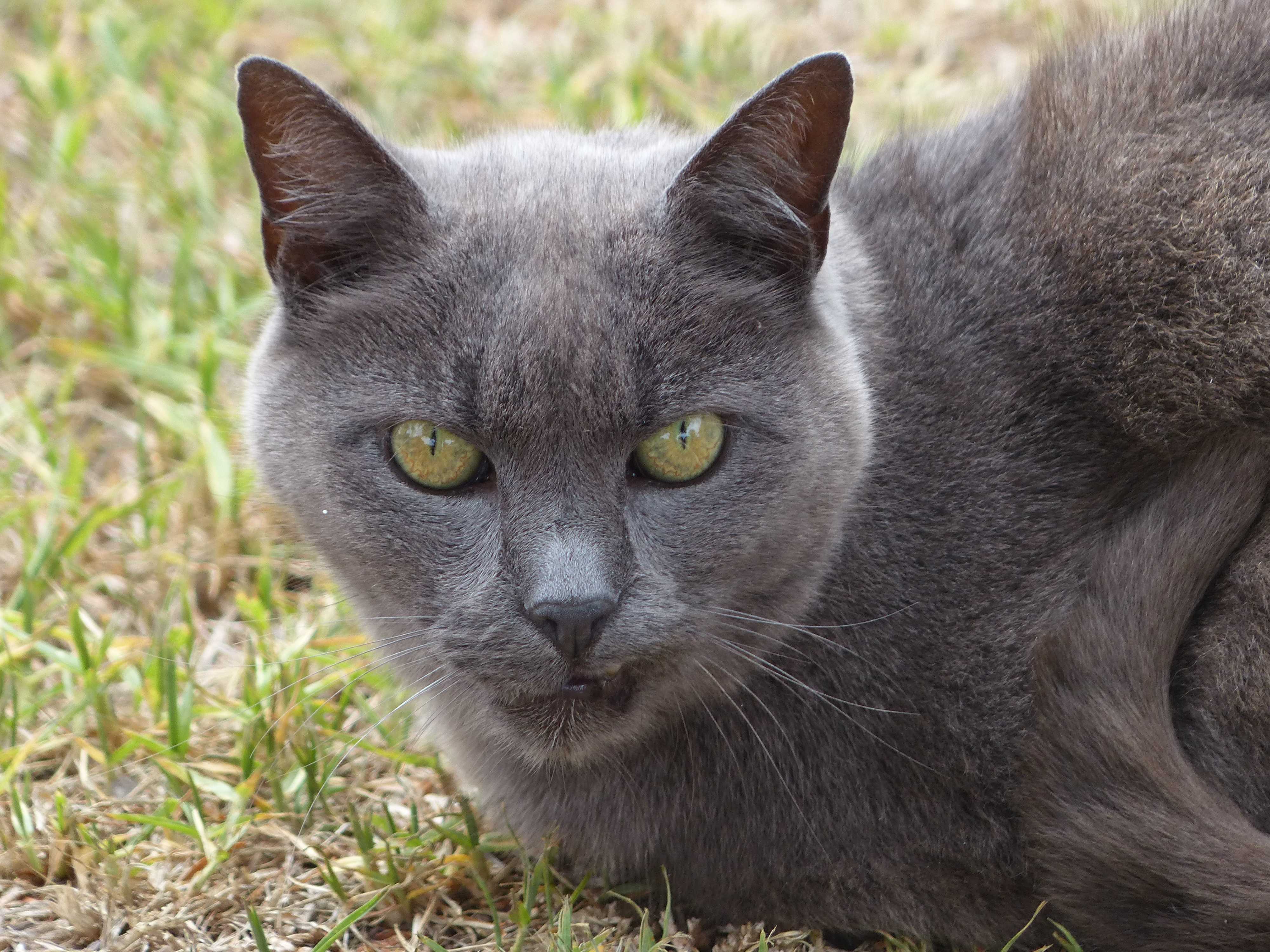 Порода серой кошки с серыми глазами. Серая кошка порода Корат. Корат порода кошек. Европейский короткошерстный кот серый. Серая кошка с желтыми глазами порода.