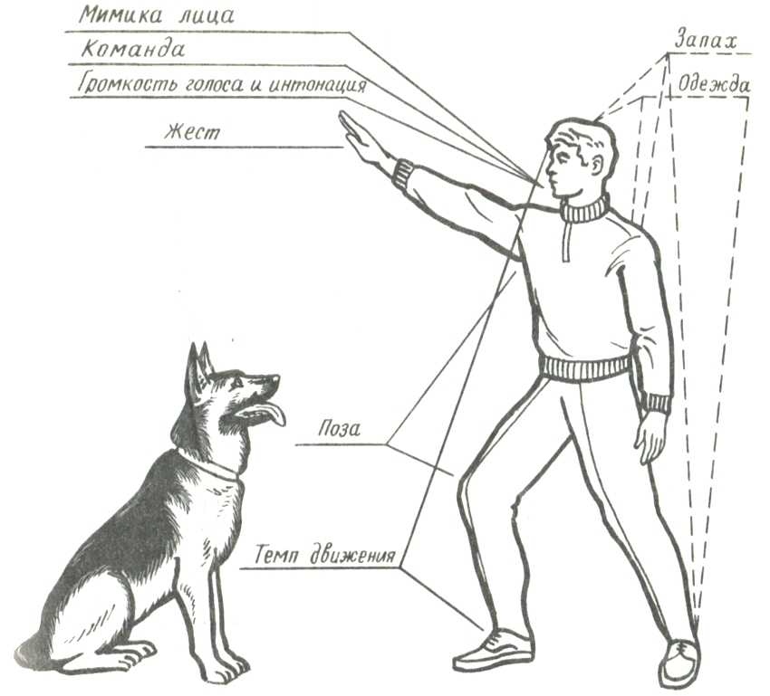 Как научить собаку командам: правила дрессировки, 13 полезных команд, курсы дрессировки с тренером