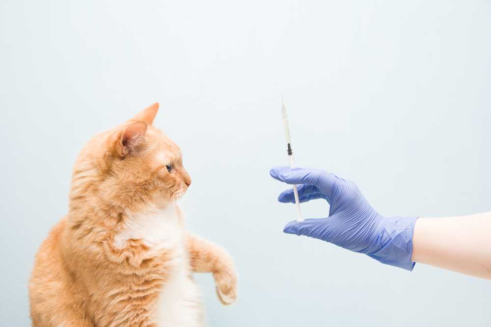 Прививки для кошек - виды вакцинаций и схема проведения