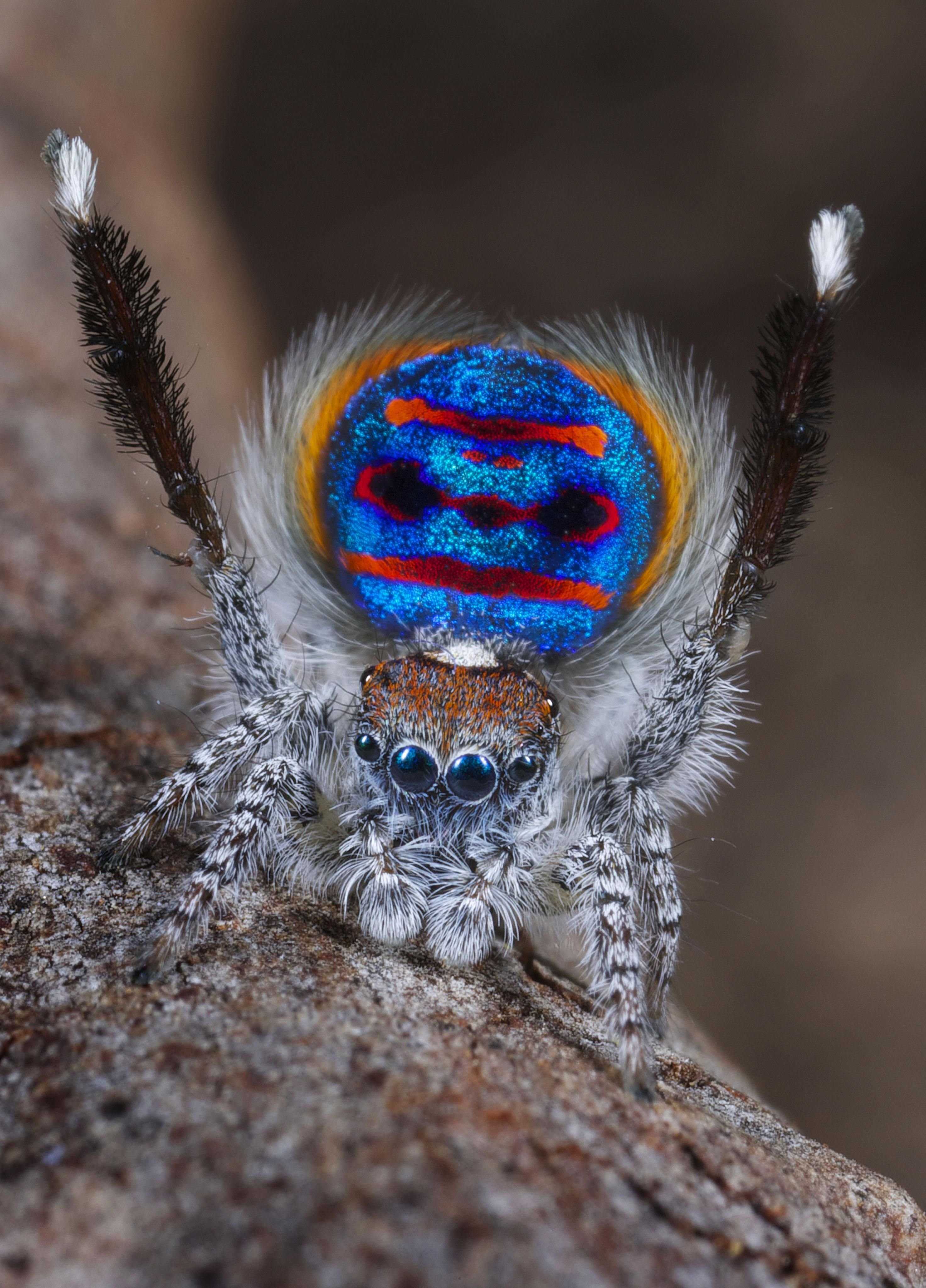 Самые красивые и милые пауки в мире — фото, названия и описание. топ самые красивые пауки в мире