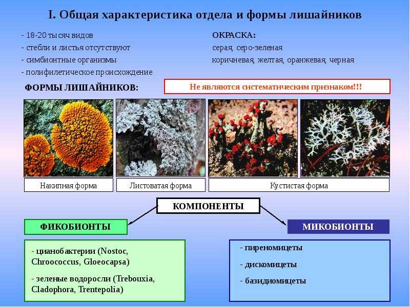 Какая среда жизни населена бактериями грибами водорослями. Строение лишайников таблица. Царство грибы отдел лишайники. Отдел лишайники общая характеристика. Основные признаки лишайников 7 класс.