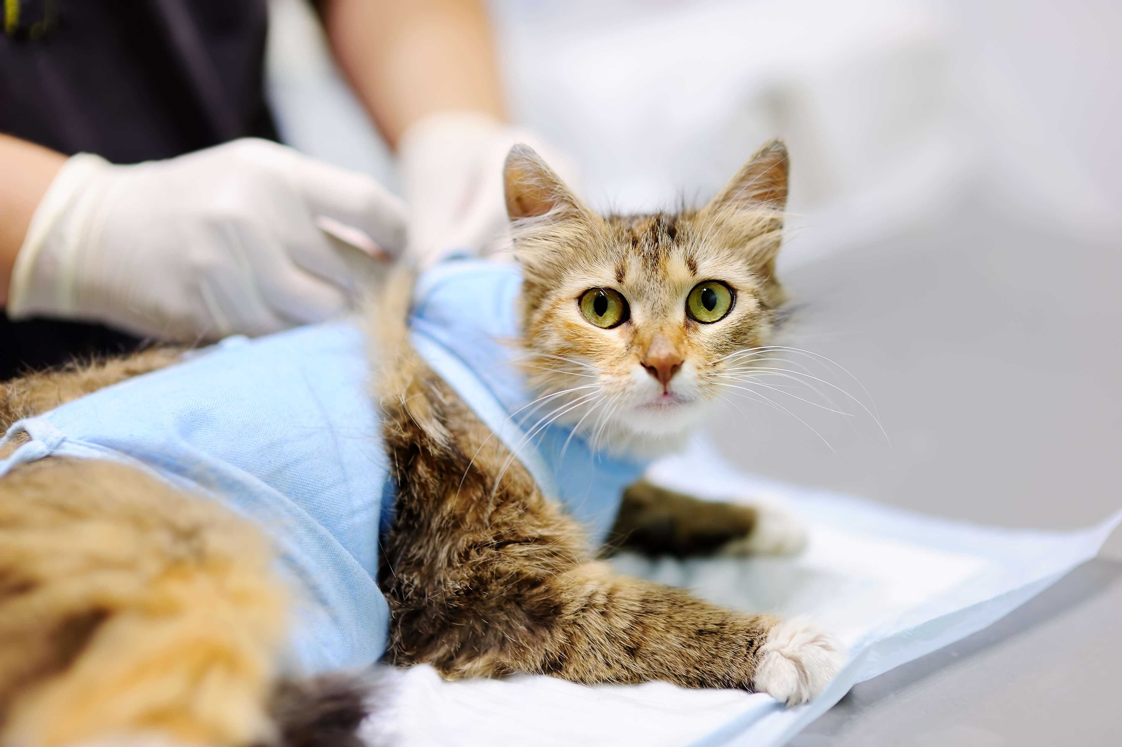 Всё о стерилизации кошек: виды операции, методы проведения, можно ли делать беременной кошке, как подготовить животное и как ухаживать за ним после операции, отзывы