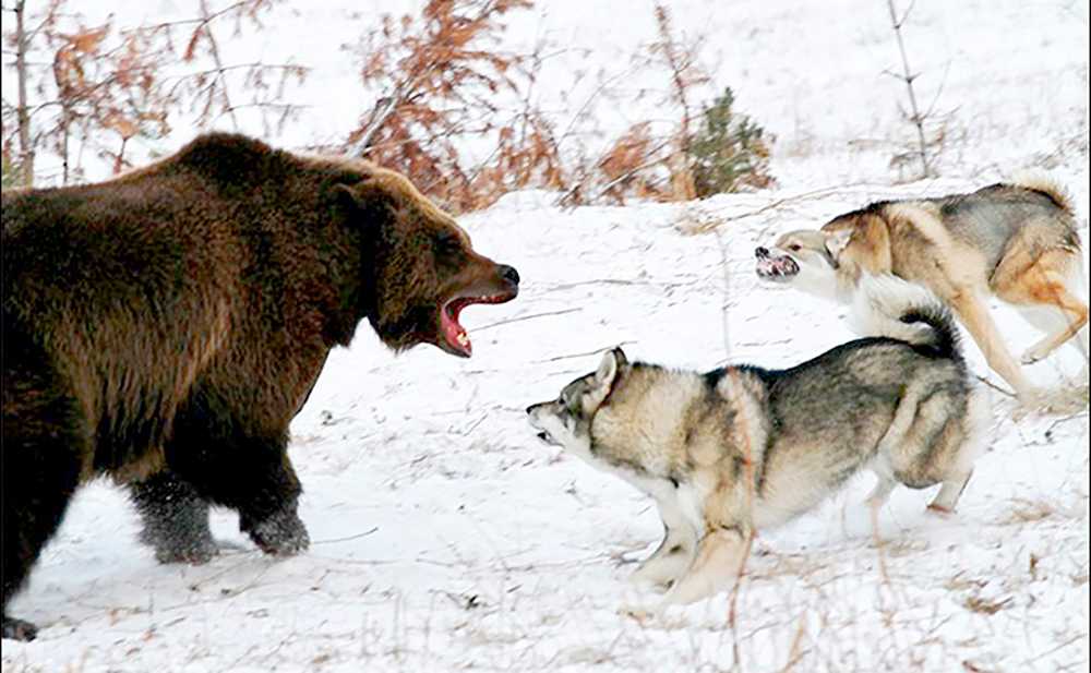 Следы волка на снегу – знакомство с хищником