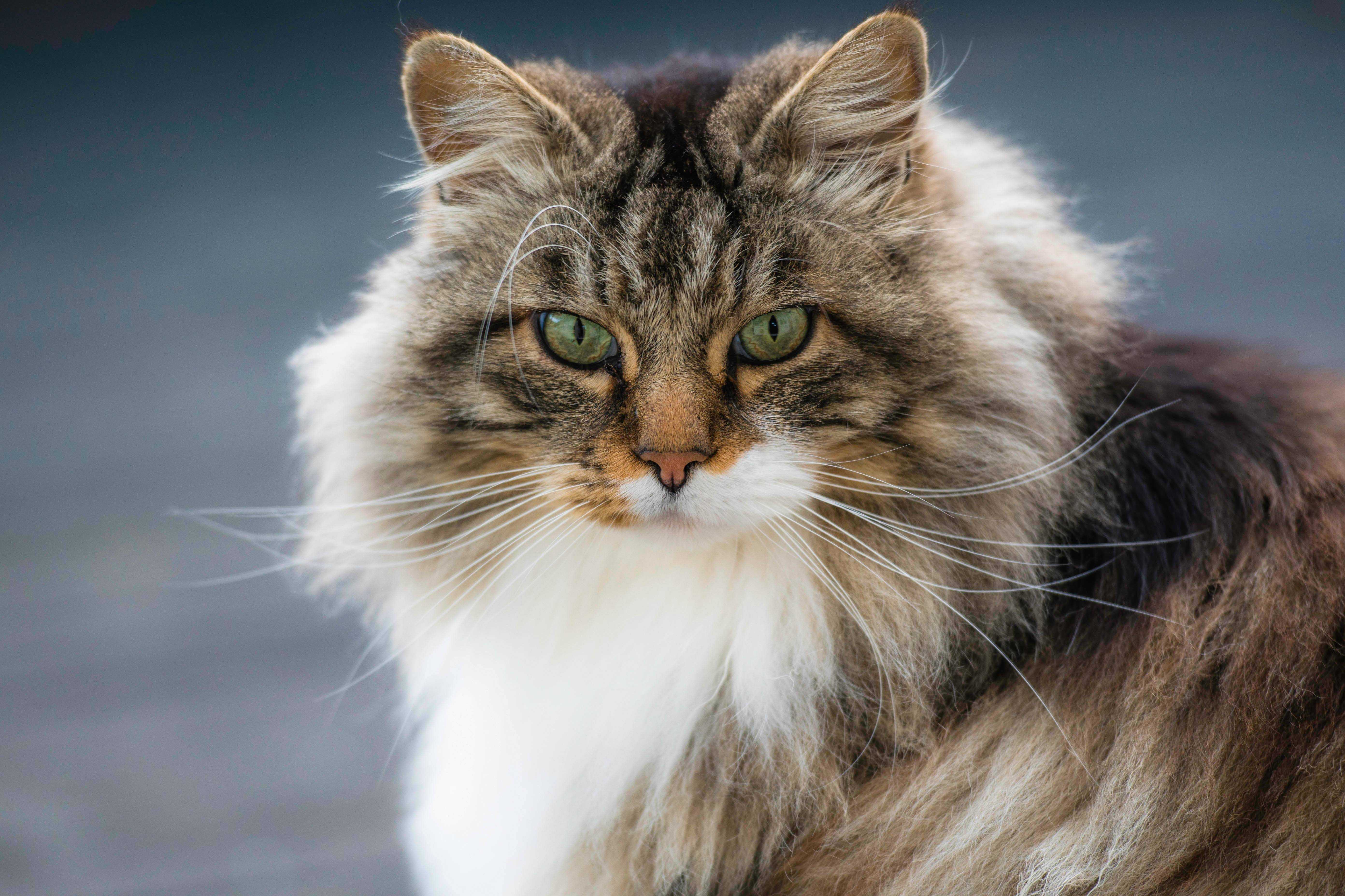 Норвежская лесная кошка: история выведения, породные особенности, содержание
