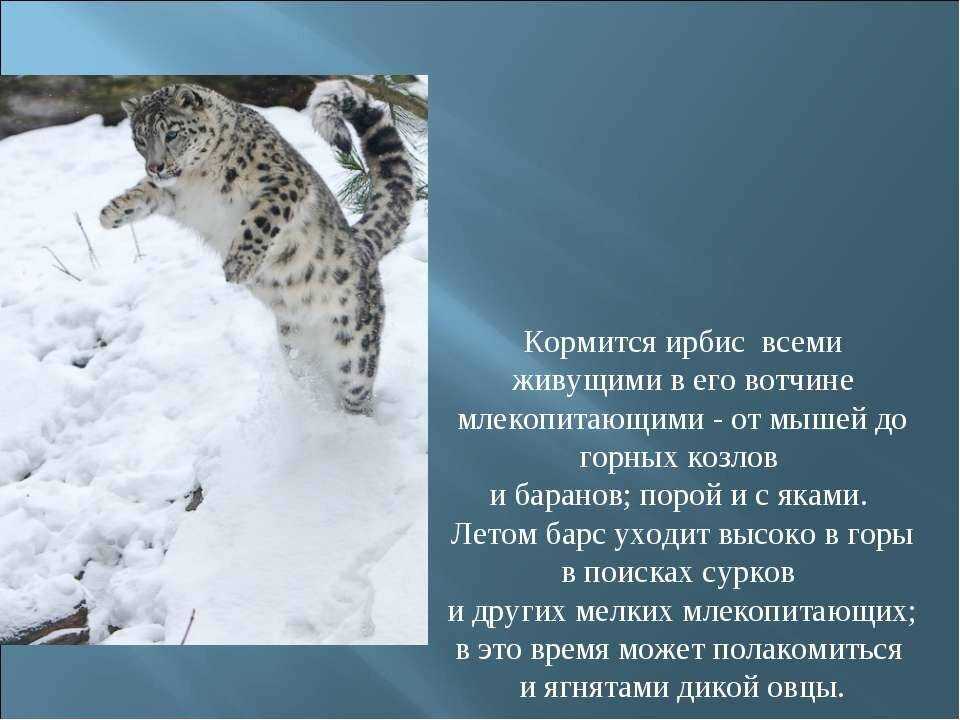 Редкие животные из красной книги. снежный барс - хвастунишка
                                             - 11 декабря
                                             - 43829479066 - медиаплатформа миртесен