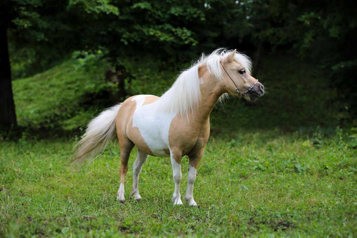 Лошадь породы шетлендский пони