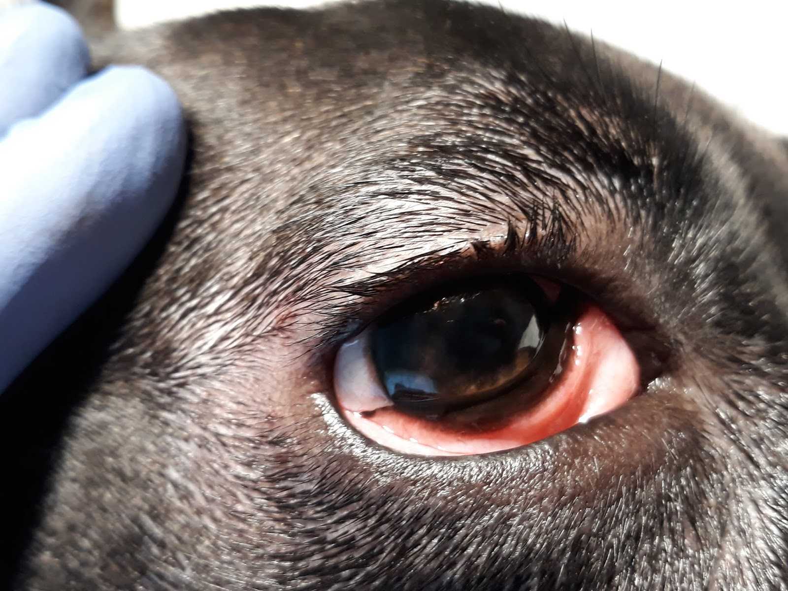 Собака сощуривает один или оба глаза: опасно ли это, симптомом какого заболевания может быть и как в таком случае помочь питомцу
