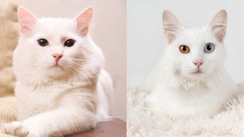 Описание породы с фото: как выглядит и ведет себя эта кошка, сколько стоит котенок и где его купить?