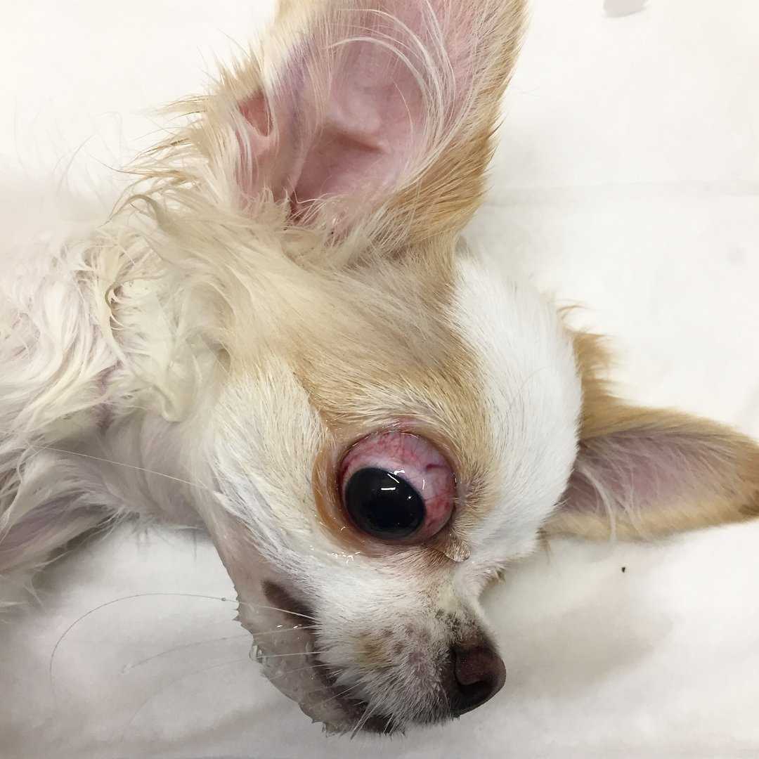 11 пород собак у которых выпадают глаза: что делать когда выпал глаз и лечение проптоза