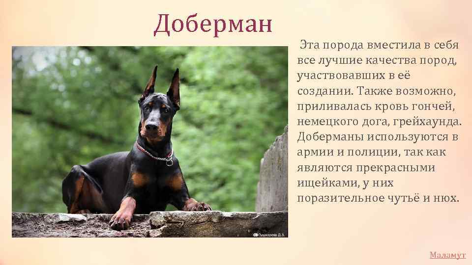 Доберман 🐕: описание породы, характер, содержание и уход, фото собаки