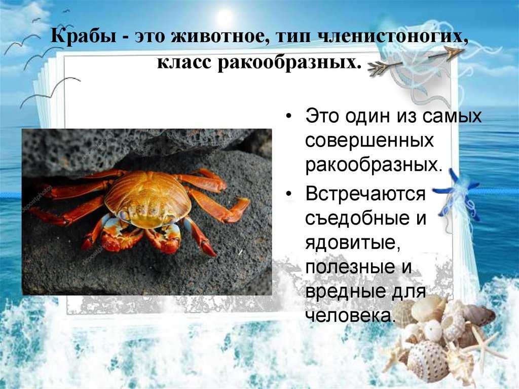 Крабы чёрного моря: виды, размеры, описание