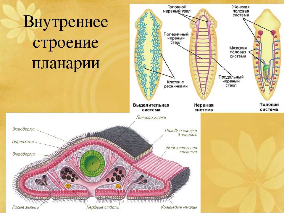 Тип плоские черви: внешнее и внутреннее строение, системы органов