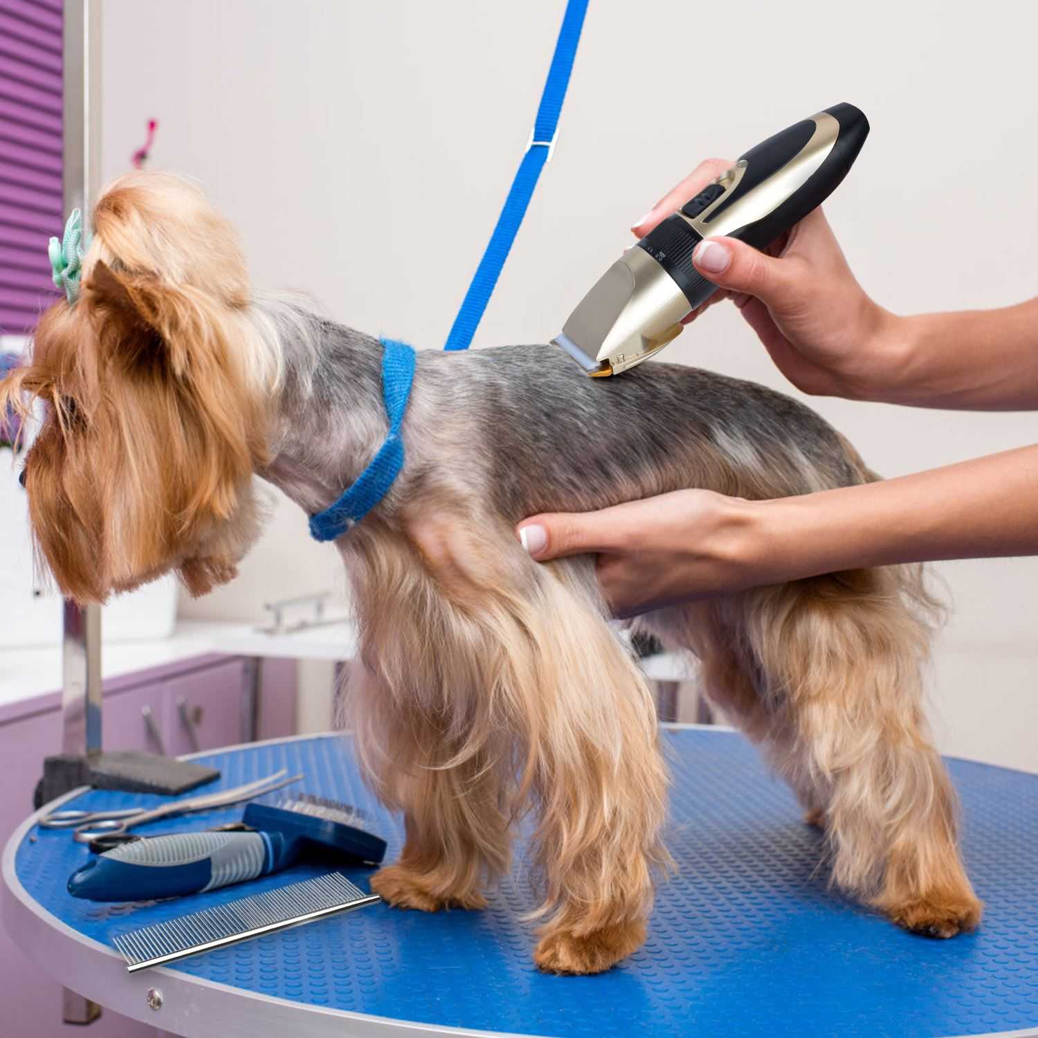 Как подстричь собаку в домашних условиях: инструкция, инструменты