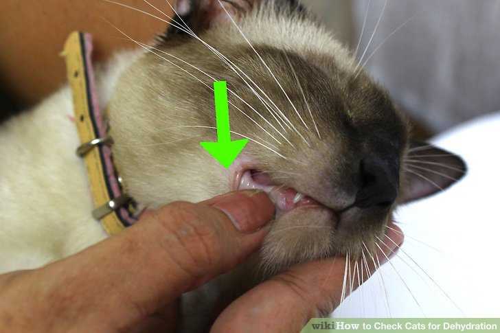 Признаки болезни у кота — как определить, что питомец болен?