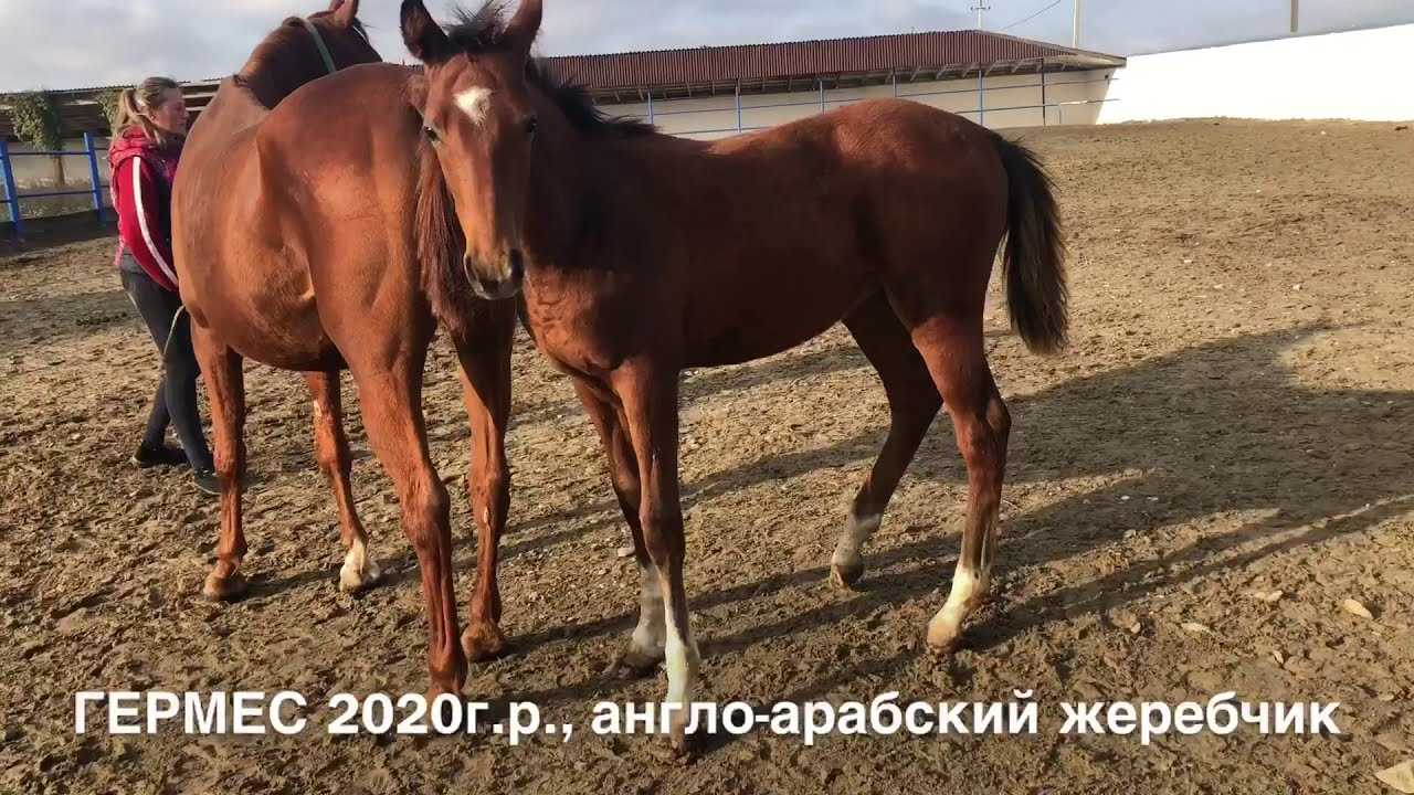 Клички для лошадей — как даются?