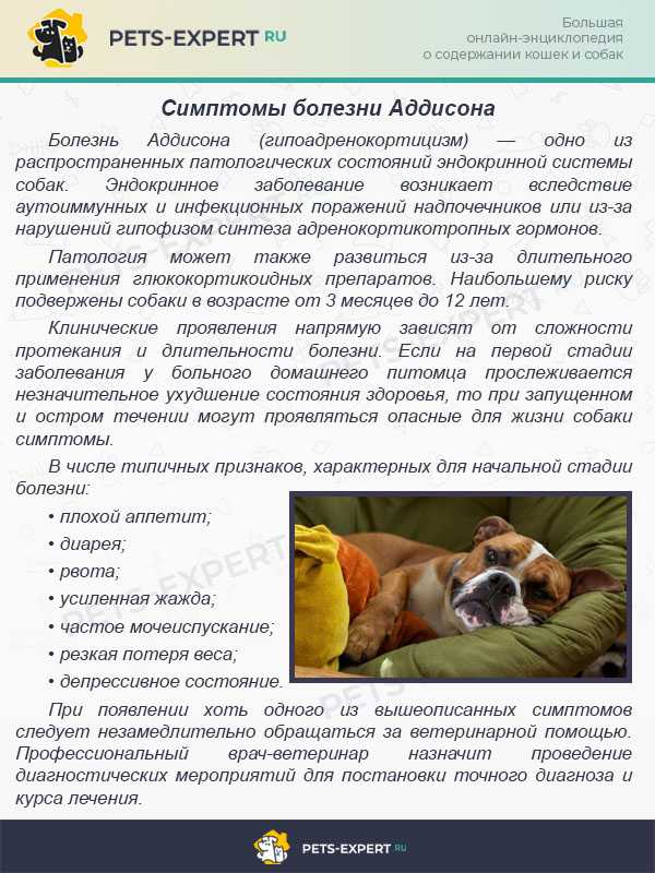 Эпилепсия у собак: причины, симптомы, лечение
