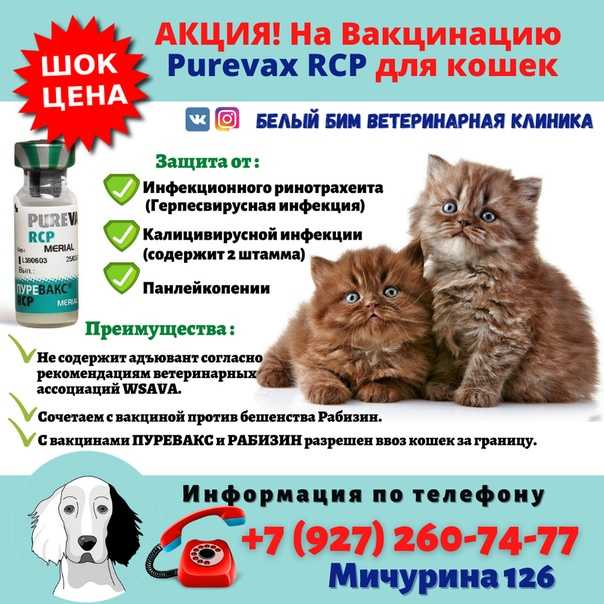 Вакцинация кошек какие. Пуревакс схема вакцинации кошек. Пуревакс вакцина для кошек схема. Пуревакс FELV вакцина. Пуревакс прививка для кошек.