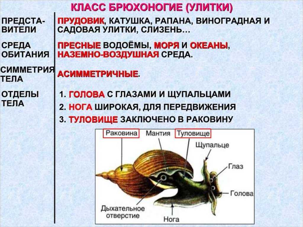 Большой прудовик: характеристика, среда обитания, размножение :: syl.ru