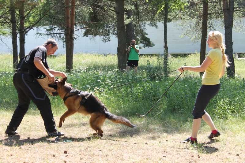 Курс зкс для собак: какие команды включает в себя защитно-караульная служба, отличие от других курсов, программа и экзамен