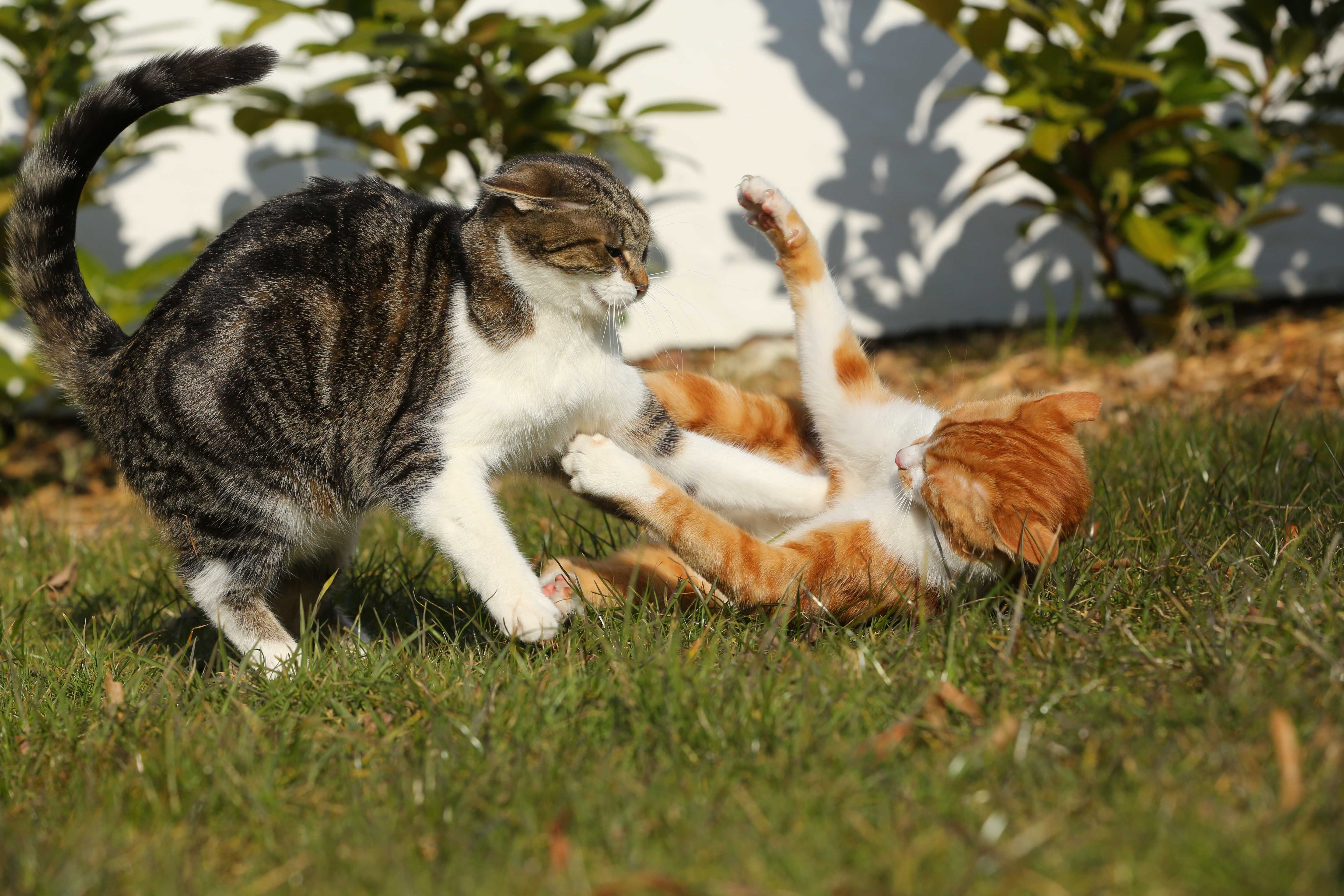 Внезапная агрессия у кошки без причины к хозяину. что делать в домашних условиях? | нвп «астрафарм»
