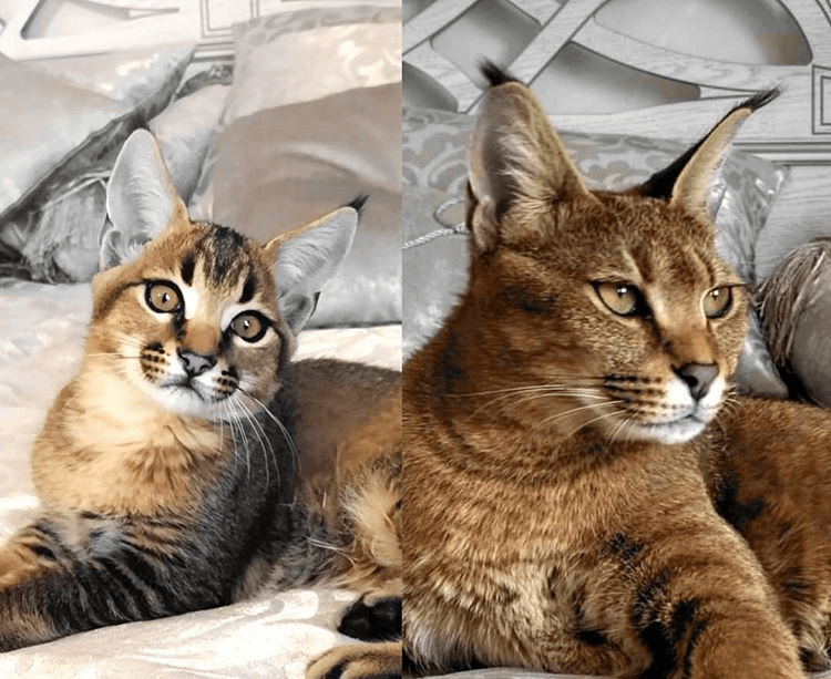 Каракал (пустынная или степная рысь): описание породы кошек, сколько стоит, содержание в домашних условиях